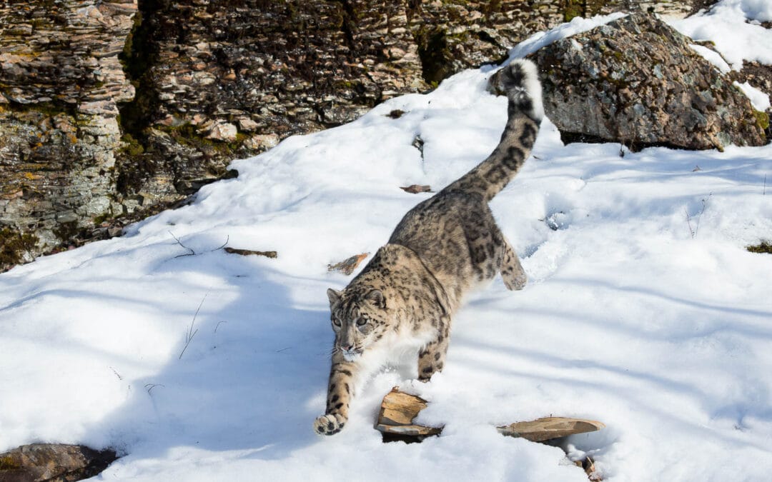 Snow Leopard