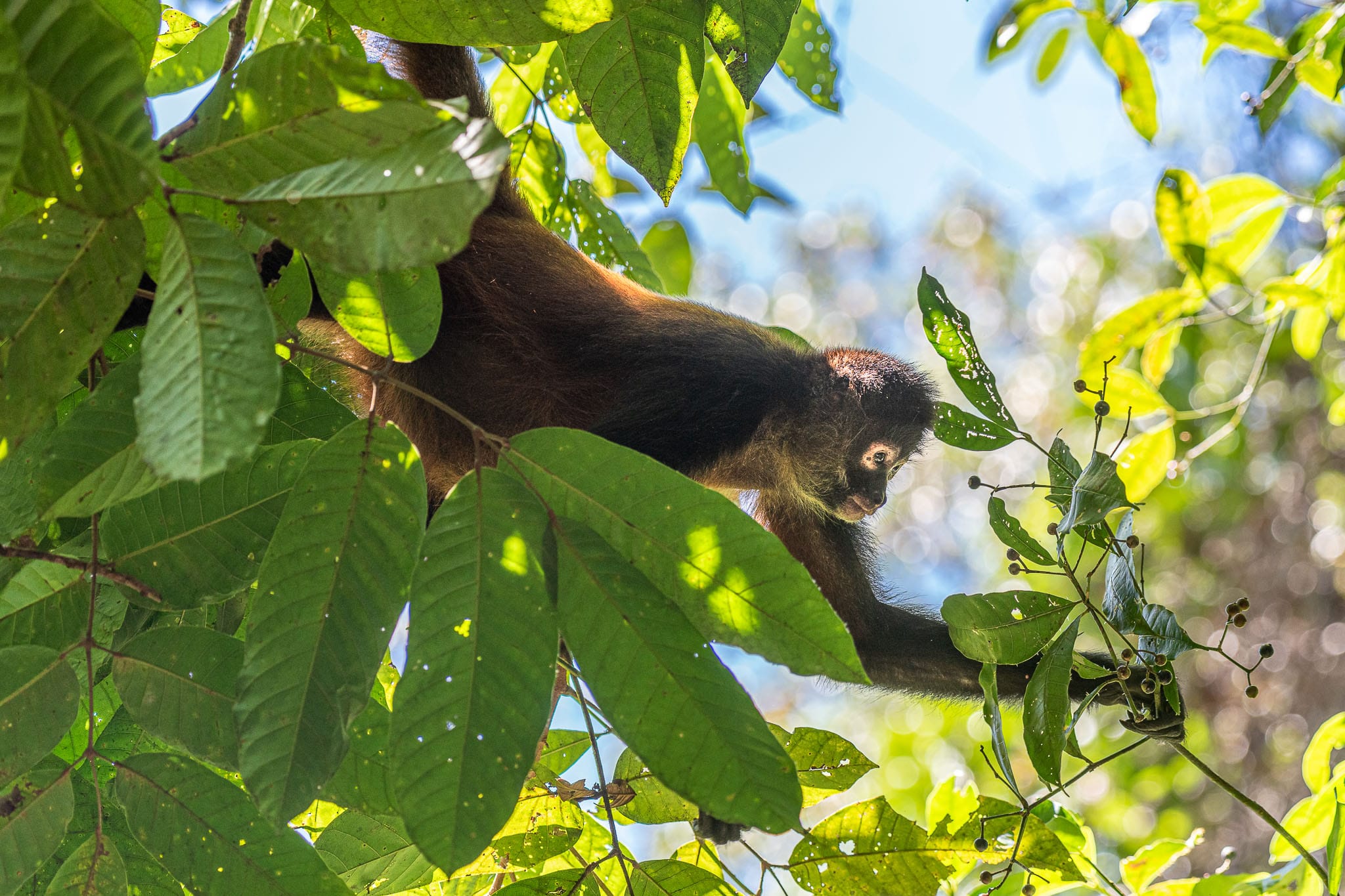 The canopy of the Costa Rican Jungle is full of life. Spider Monkeys are everywhere but it is hard to find them, when they aren't hiding behind leaves.