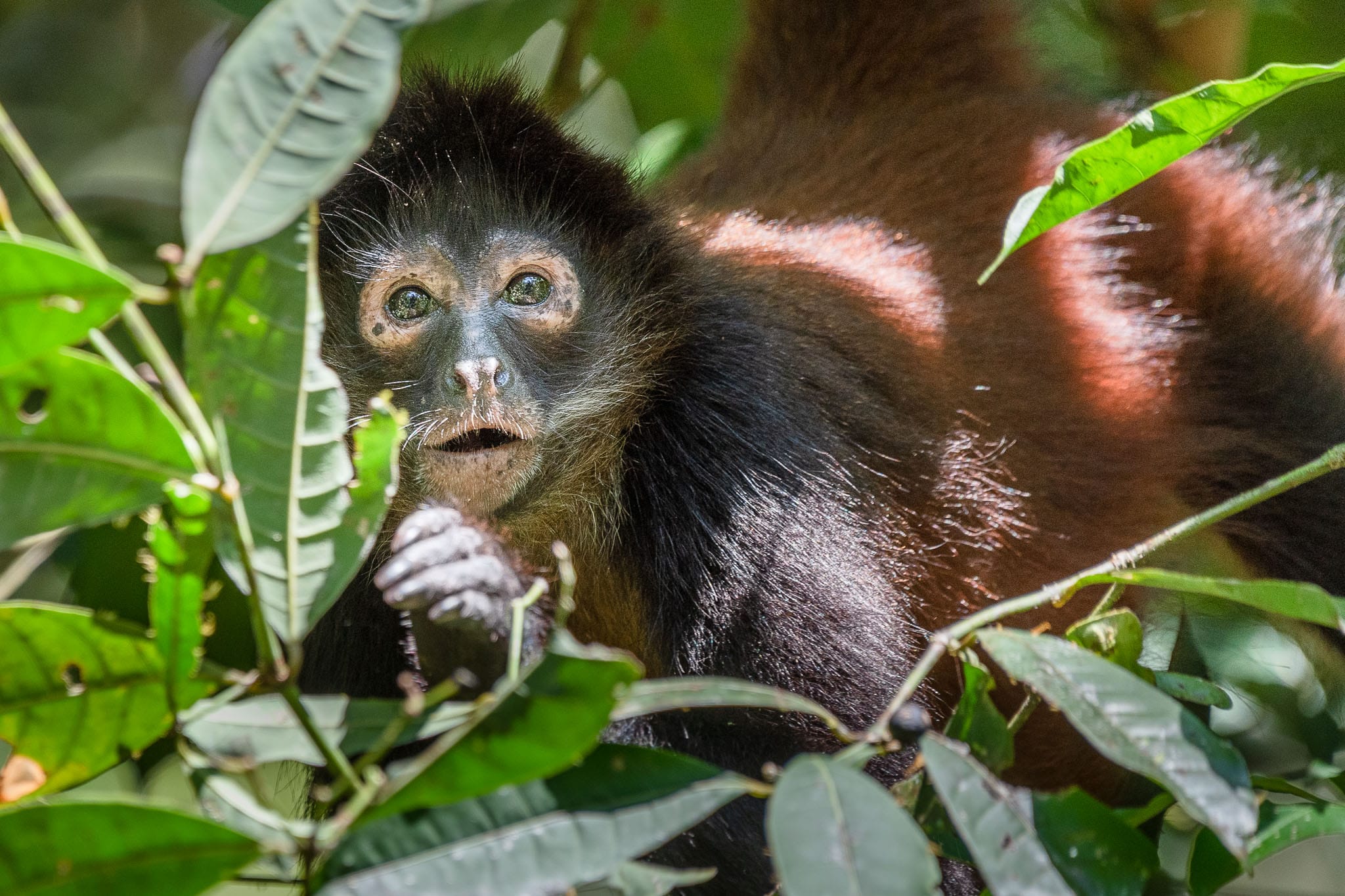 Spider Monkey on Alert Spending time with spider monkeys in the jungle is a joy. They are just such curious creatures and if you aren't threatening will just watch you while you eat.