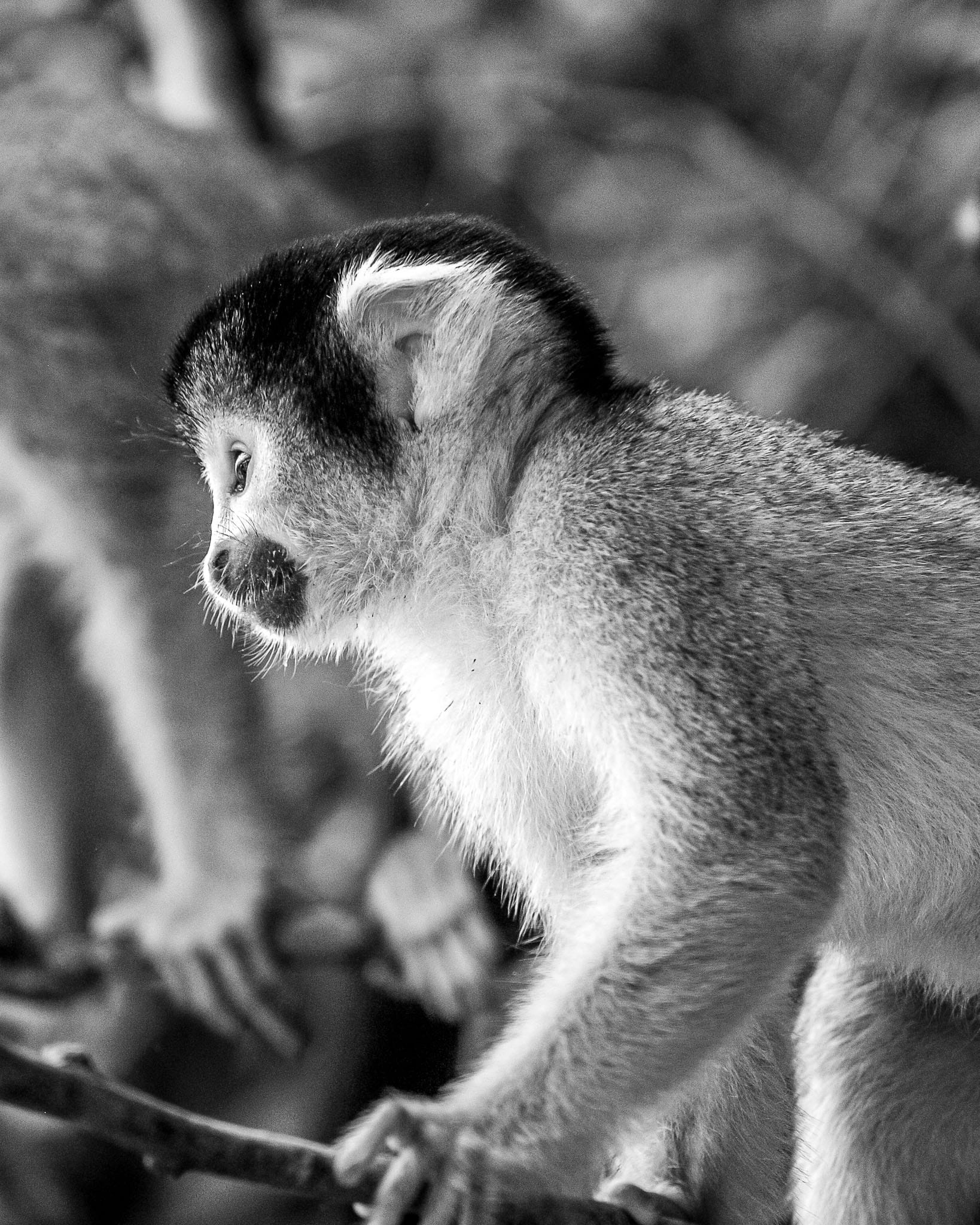 Squirrel Monkeys are common in the jungles and forests around the Amazon basin in the Bolivian Lowlands. However seeing them isn't so easy unless they come to the edges of the forest. This cute troop came to the waters edge while we were heading upstream in a motorised canoe.