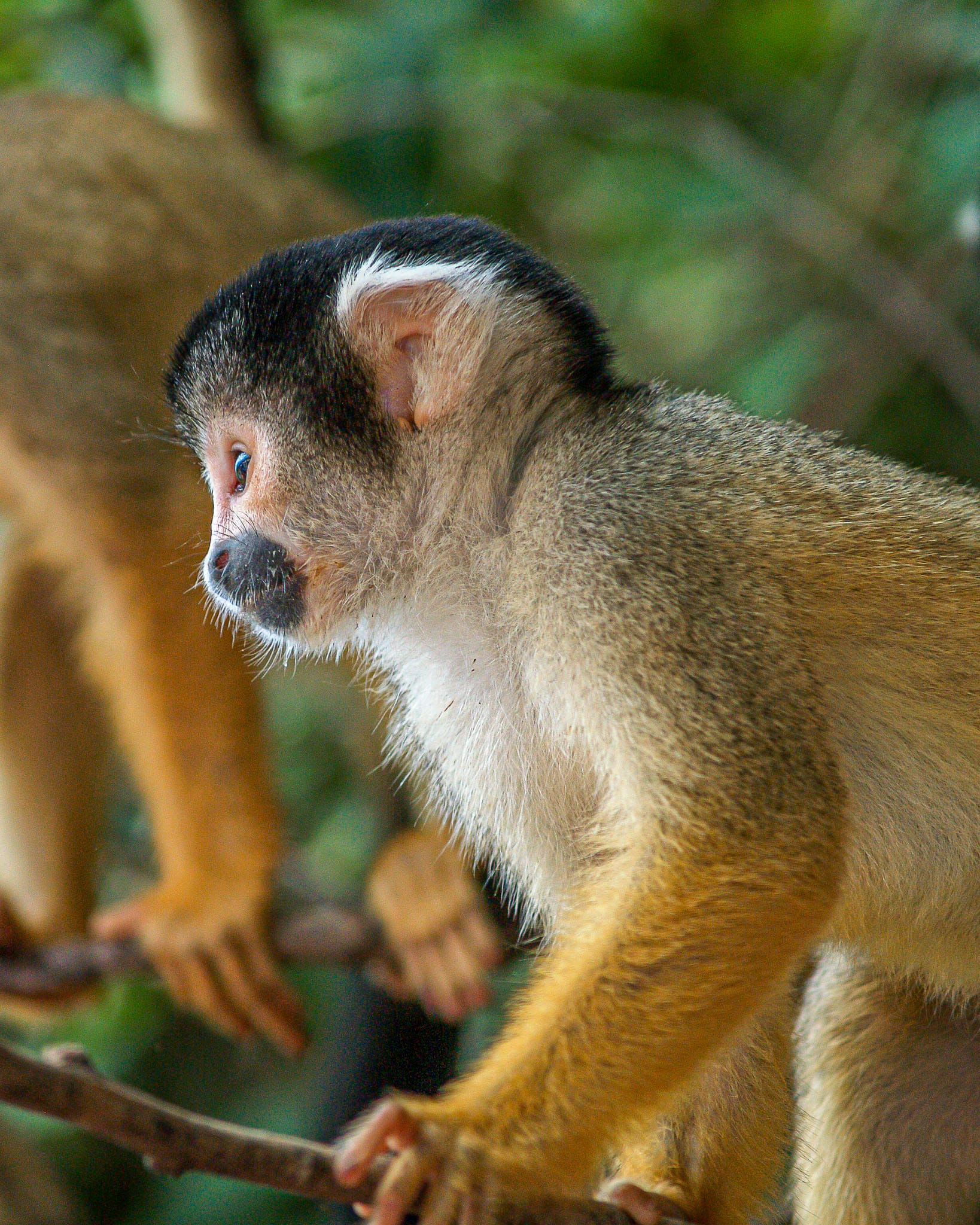 Squirrel Monkey Squirrel Monkeys are common in the jungles and forests around the Amazon basin in the Bolivian Lowlands. However seeing them isn't so easy unless they come to the edges of the forest. This cute troop came to the waters edge while we were heading upstream in a motorised canoe.