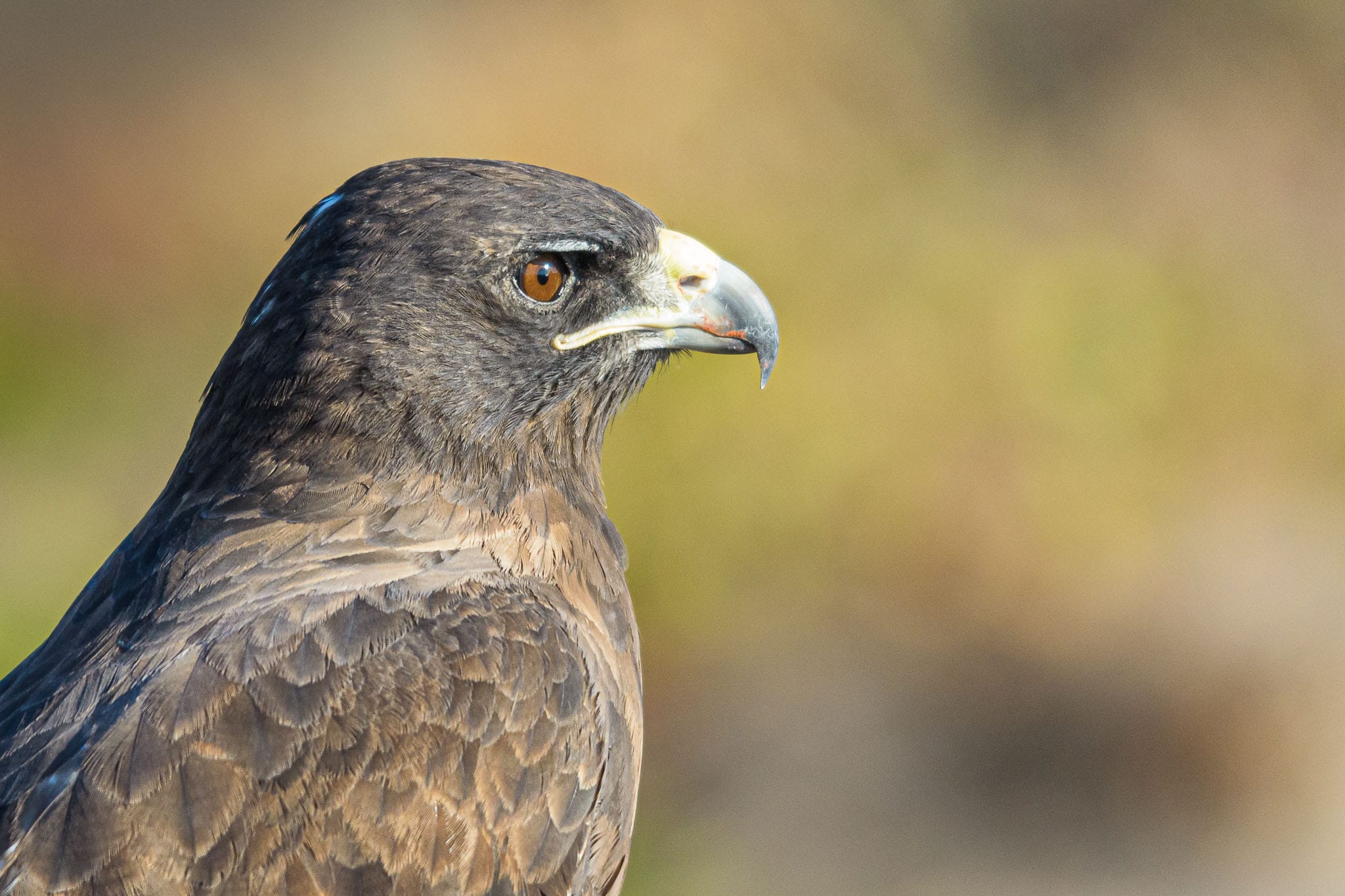 Staring Galapagos Hawk The Galapagos Hawk is one of the few land basted predators on the Islands. He really has nothing to be afraid of and often can be captured down at ground level.
