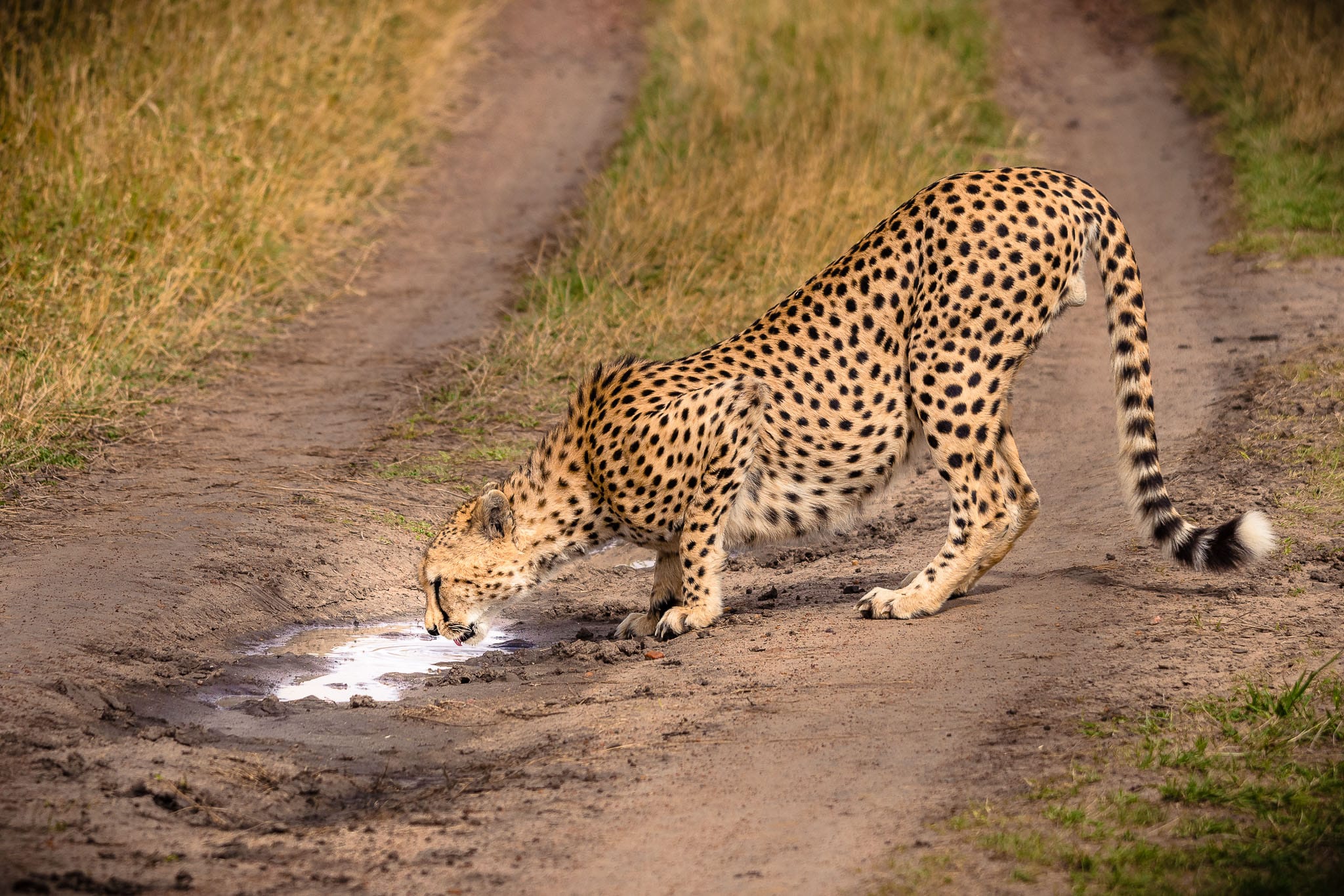 Thirsty Cheetah After the small rainy season the land is still relatively dry. However one or two afternoon storms make it a lot easier for animals to find water without the long trek to the nearest big river. At least there are no crocodiles in this puddle.