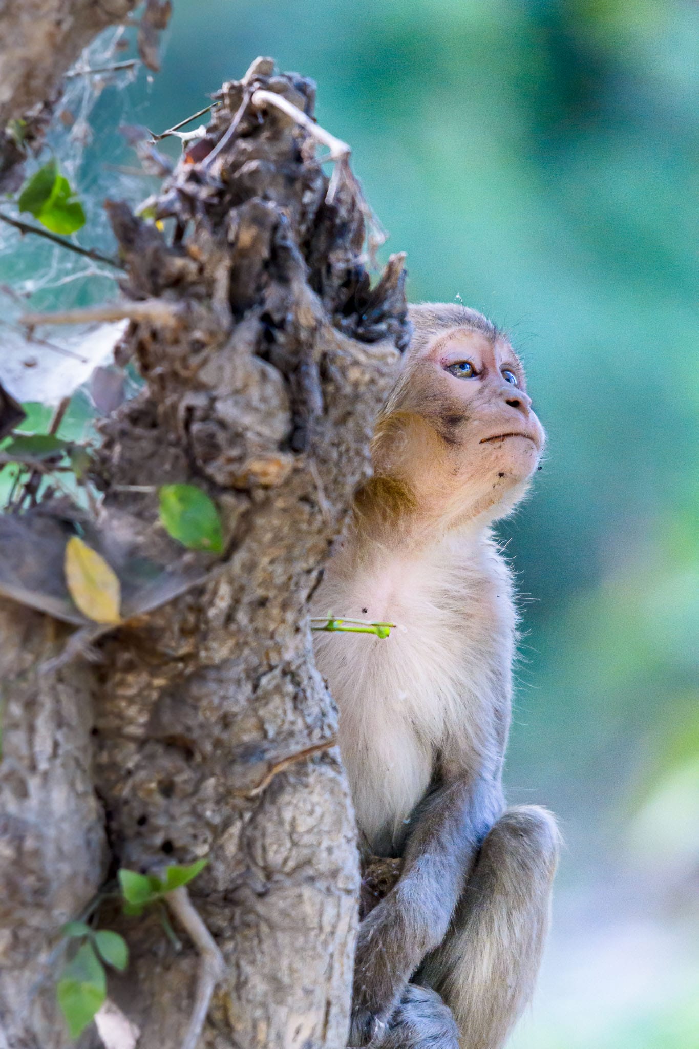Tired Baby Macaque Sometimes you sit and wait for ages and your model doesn't pose for you. I was ready to give up just before this guy turned around and finally allowed me get a good image.