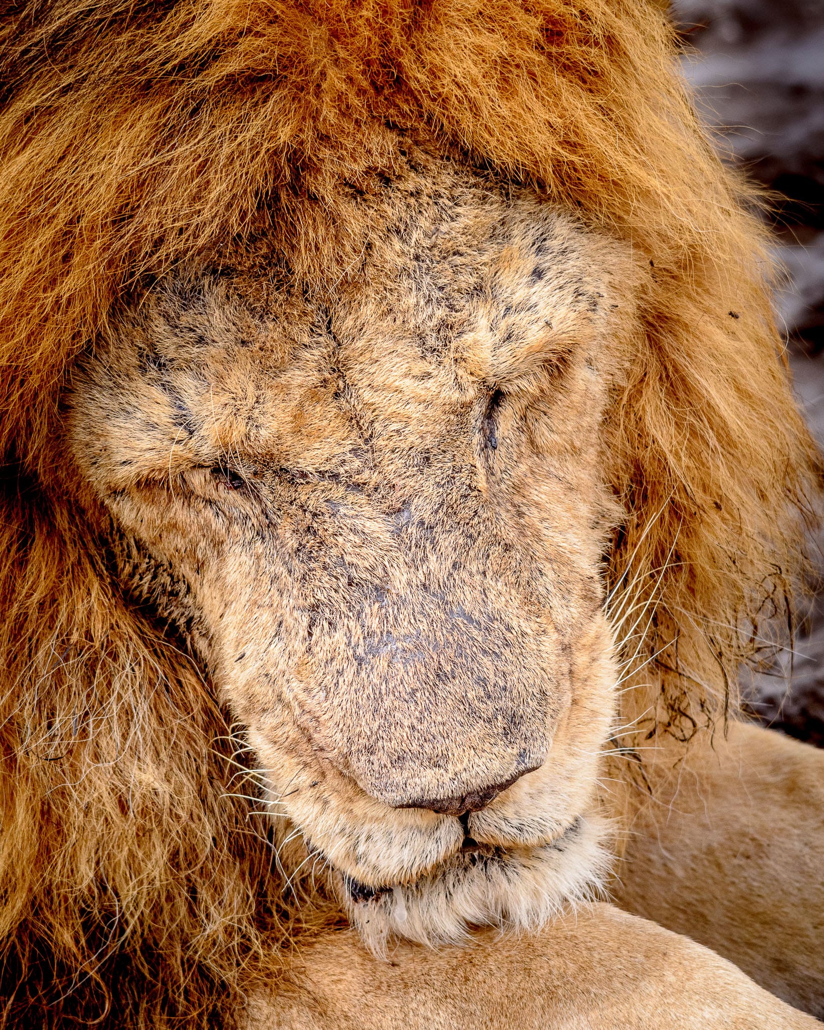 As age catches up with you the warm hot days in the Serengeti can take their toll. Sitting out in the sun all day isn't good for a lion thought to be over 15 years old.