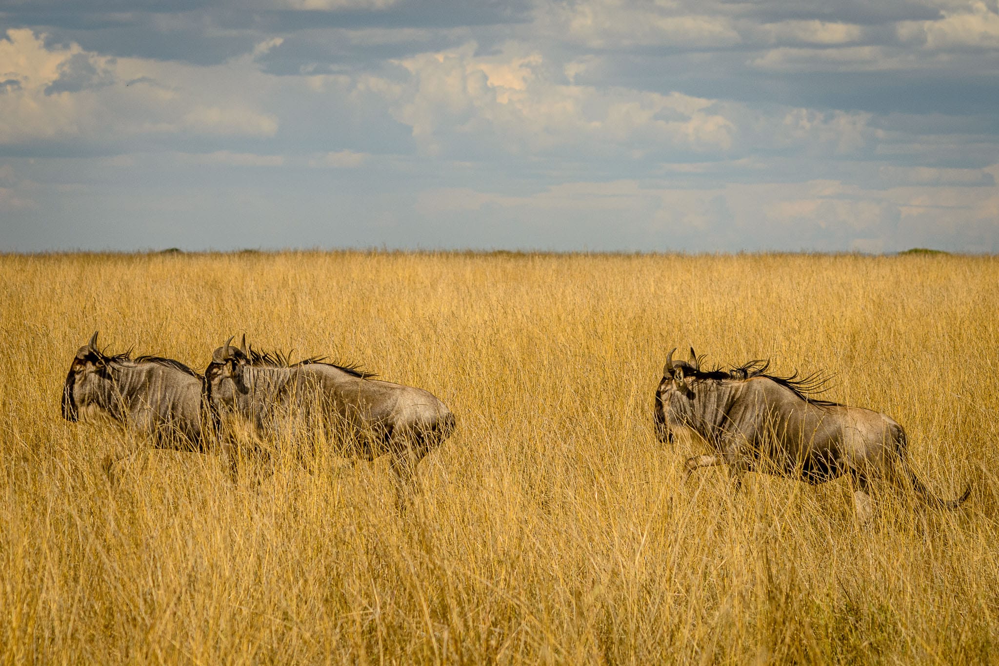 There are many things hiding in the long grasses of the Serengeti. When the grasses grow long the servals, mice and other mini creatures have lots of space to hide. Wildebeest on the other hand are everywhere.