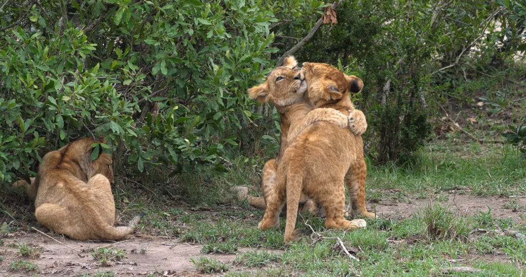 Lion cubs (Panthera leo) play all the time to hone their fighting skills. It might look like they are hugging but it is more like wrestling.