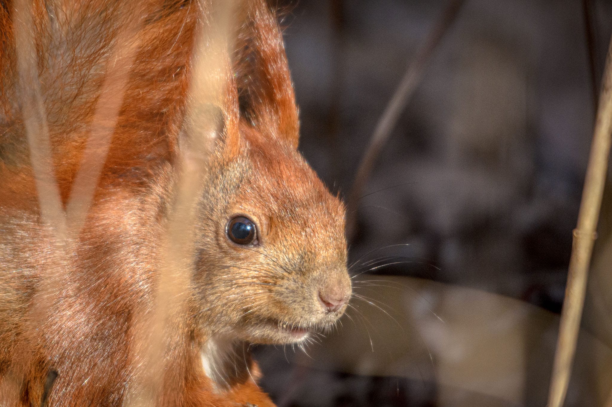 I am not a fan of going to zoos but sometimes you just have to practice with a new lens before you take it out into the wild. While in Berlin's Tiergarten I met this squirrel who was completely uncaged.