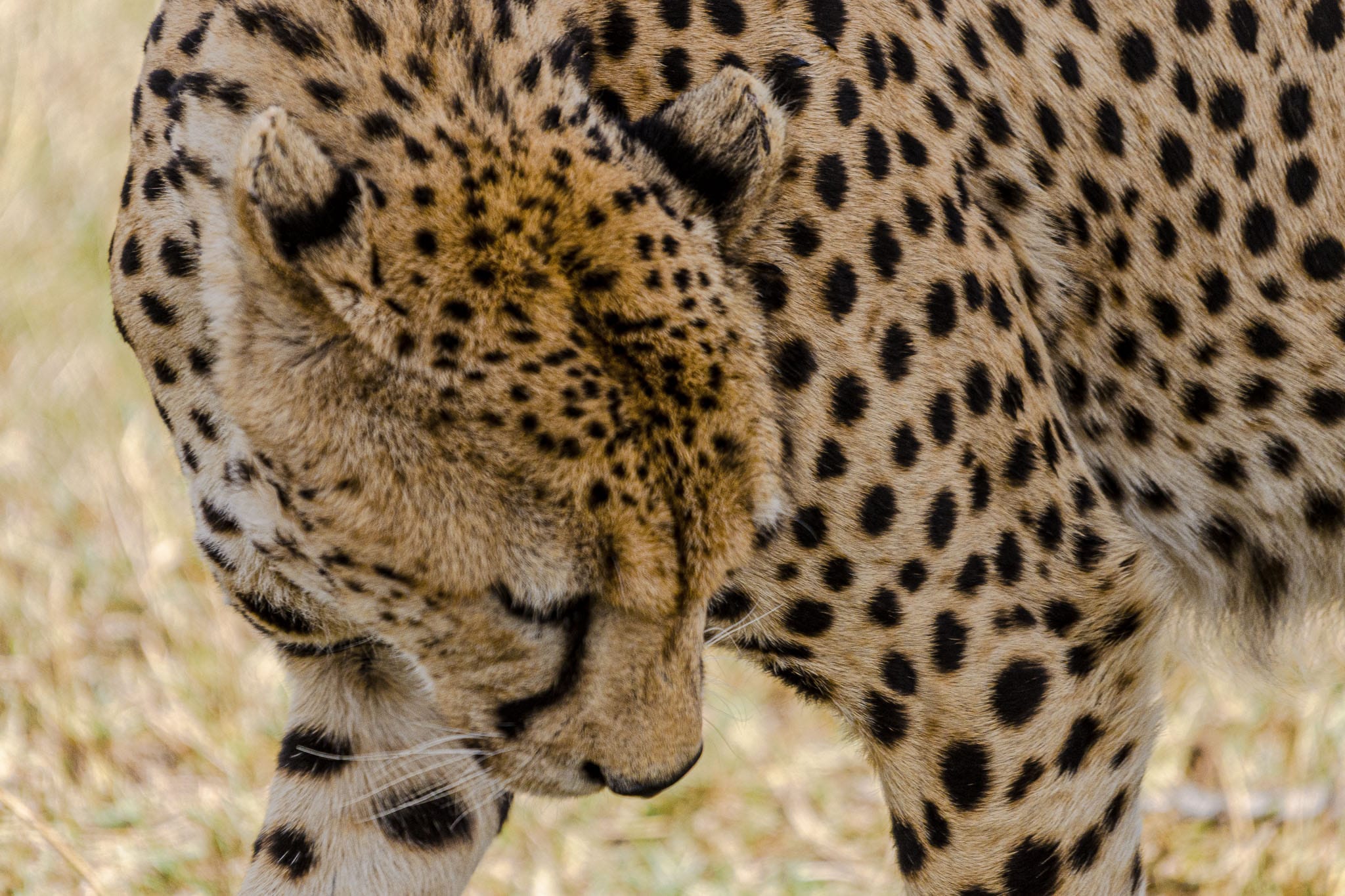 Sometimes animals come a bit too close to your safari vehicle. Cheetahs especially like to do this for shade, camouflage and sometimes climb on top for a better view point. I am not a fan of this though so we drove back a bit before he got any ideas.
