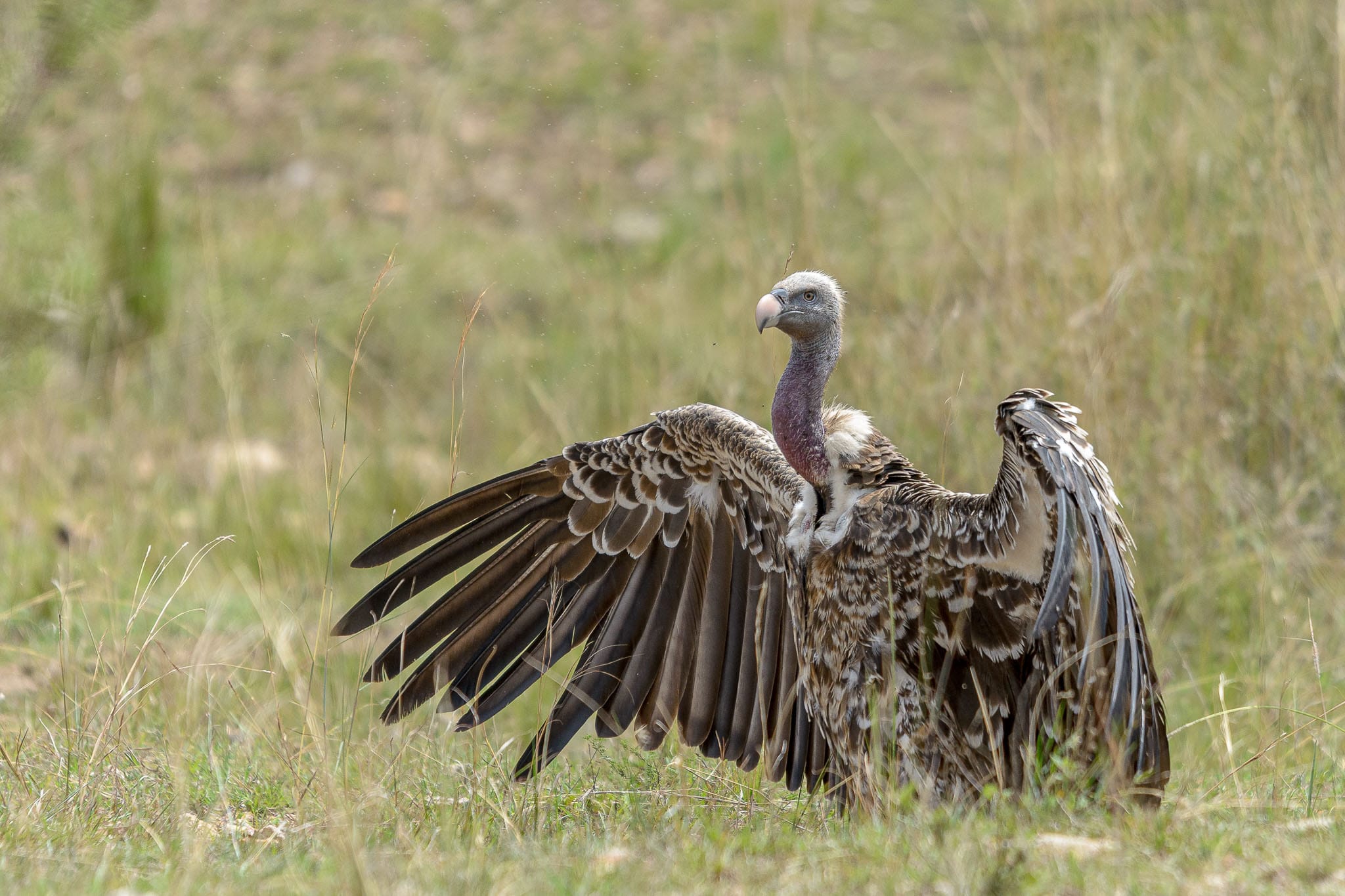 During the great migration a lot of Wildebeest die crossing the rivers leaving nice food for the vultures to scavenge. However as the carcasses are in the water the birds' feathers can get wet and a drying session is necessary. It makes the feather detail so much easier to photograph than on an individual soaring on the thermals.