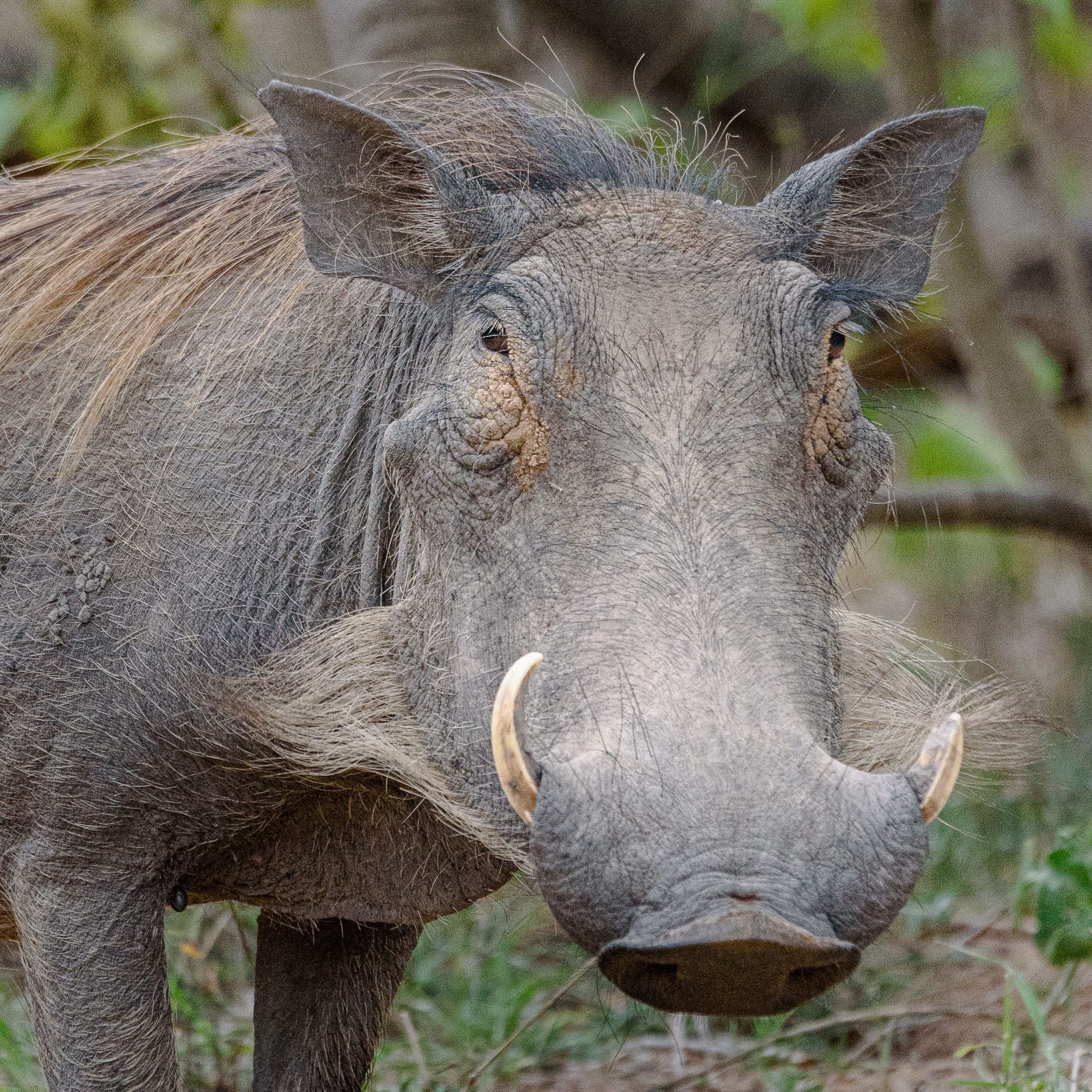 Warthogs might not be everybody's idea of a beautiful creature. I think though that some can have a bit of charm.