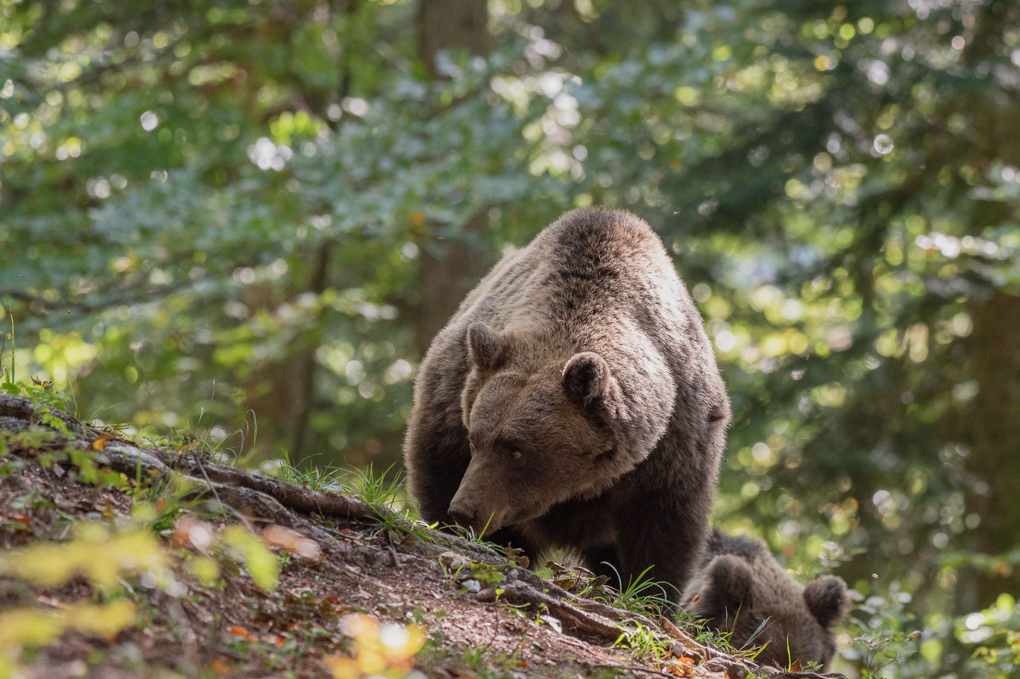 Wary Brown Bear While this mother was feeding she kept one eye out all the time as her three cubs were with her. Despite a lot of protection in Slovenia the bears are still very wary of human contact.