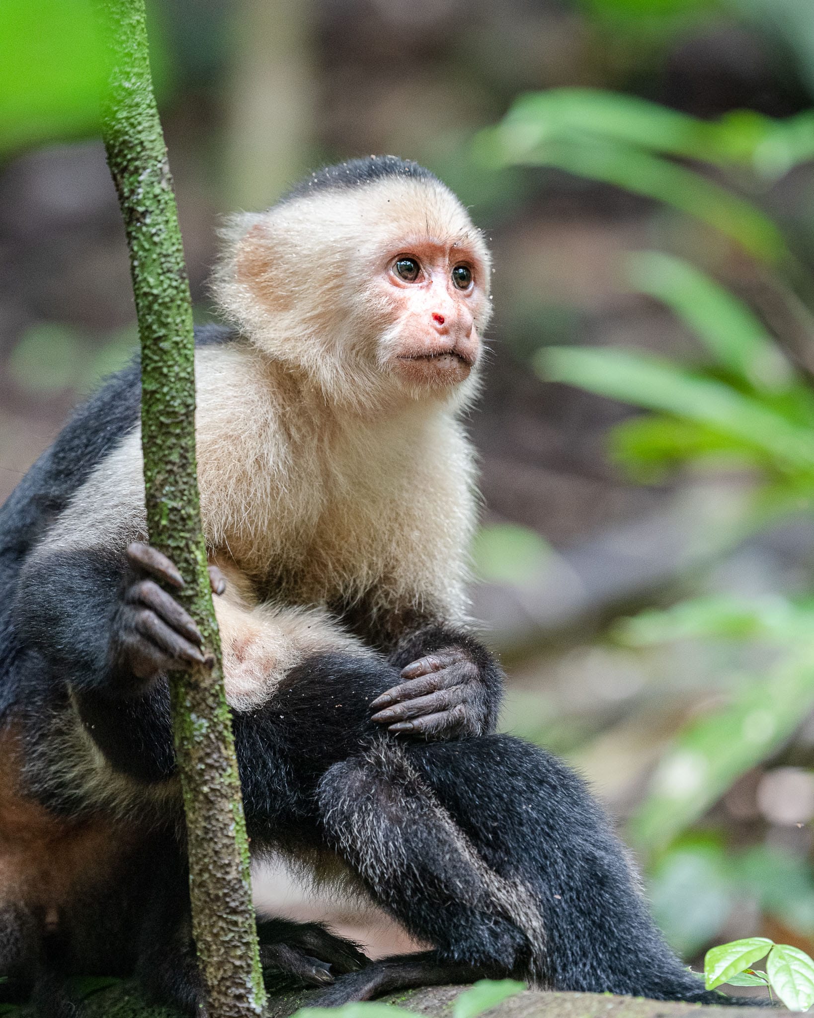 Watchful Capuchin Monkey In Manuel Antonio National Park I met a group of capuchin monkeys and this watchful mother. Even though it is one of the busiest parks with tons of people this band were willing to feed near to the pathways and so gave me plenty of photo opportunities.