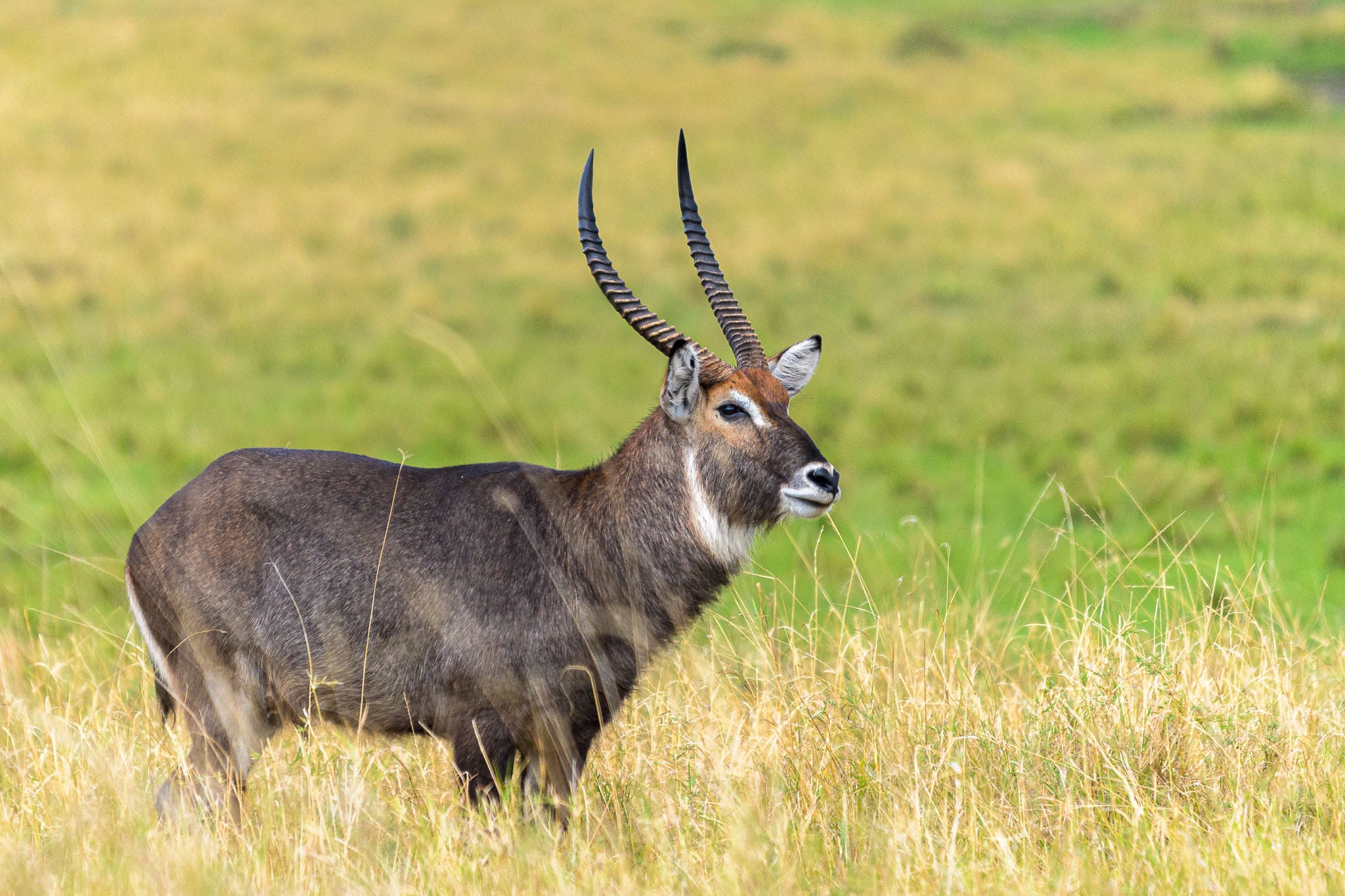 I find the Waterbuck to be one of the most beautiful of the Antelope type animals. Normally they are found by water, hence the name but sometimes also standing nicely in the grasses for a simple portrait.