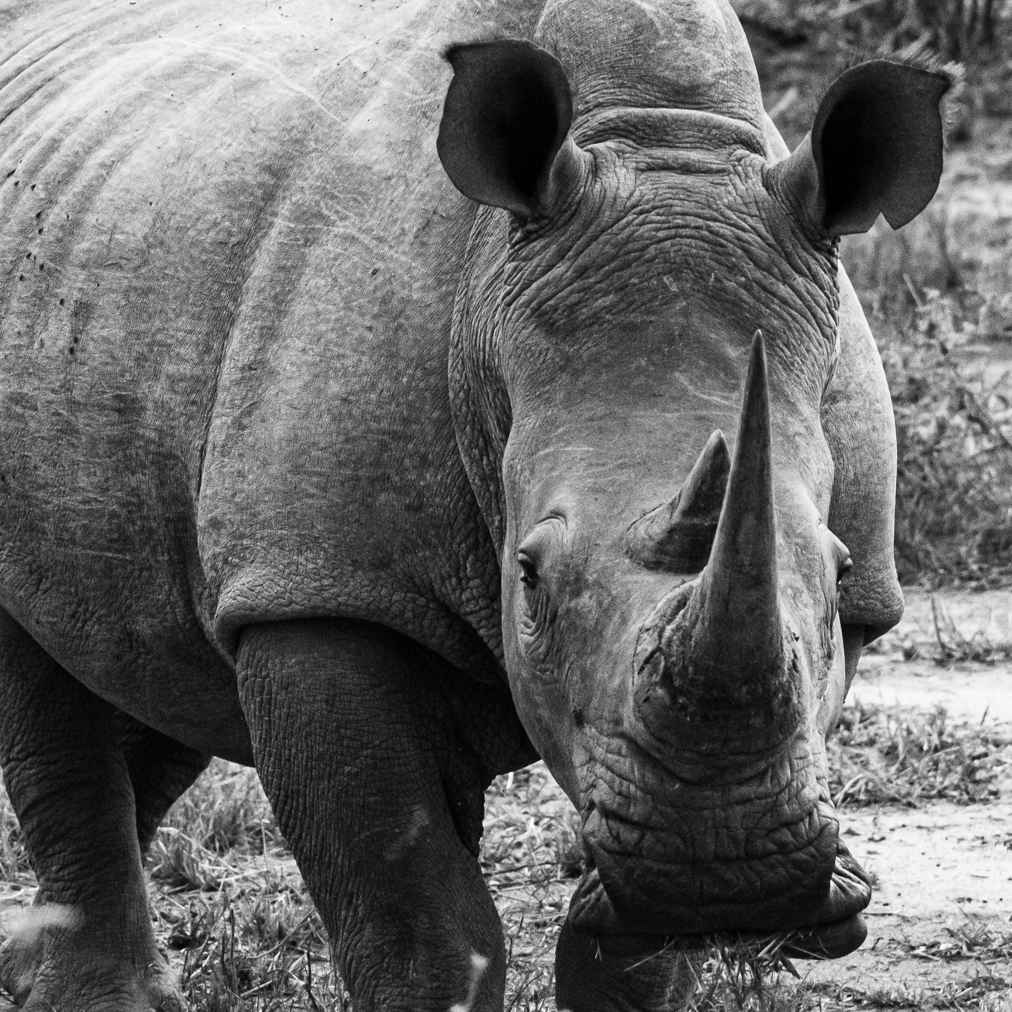 White Rhino Portrait It is amazing that these creatures, that are build like a tank, would be threatened by anything. However humans have created weapons that easily out gun rhinos. 150 years ago when rifles were weak rhinos were considered one of the stronger animals. Today though we have to look after them as all rhino species are endangered.