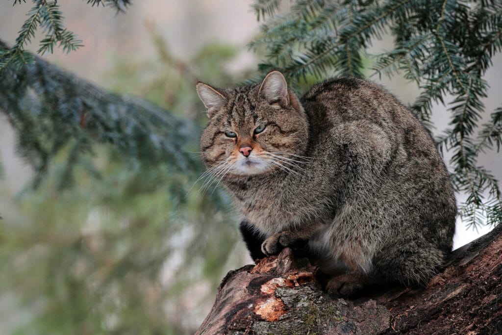 A male Wildcat (Felis silvestris) perched atop a dead tree within the dense forests of the Maramures Mountains, part of the natural reserve in Romania.