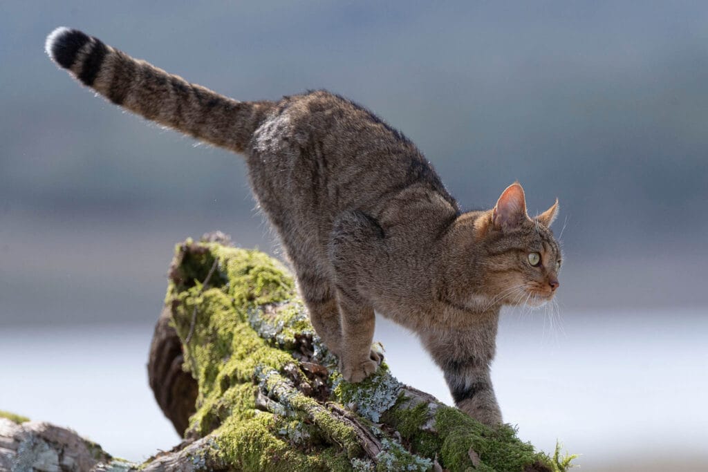 The population of the European Wildcat (Felis silvestris silvestris) has been hybridized in many regions, but in other areas such as Spain you can still find a good population of pure wildcats.