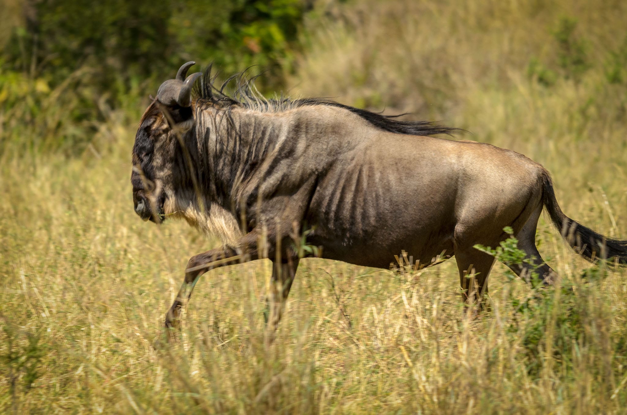 Just because there are over a million wildebeest in doesn't mean they are all best friends. Sometimes though rarely you do see them on their own. As a photographer though it is also possible to be a bit creative and isolate them.