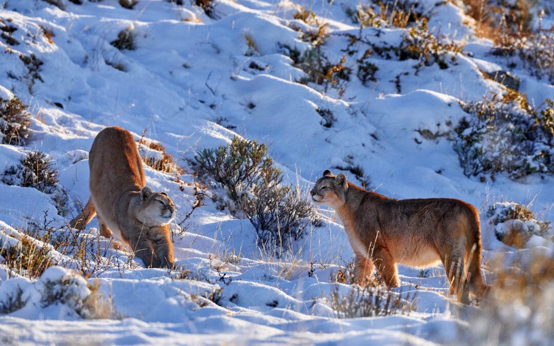 Mountain Lion