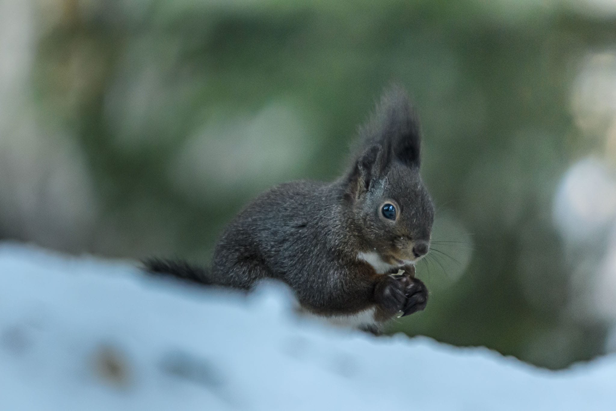 Winter Squirrel It isn't often that you see squirrels in the winter but the ones near Seefeld in Tirol, in the Austrian Alps are active all the time. The food available due to humans is enough to keep them happy in the colder months.