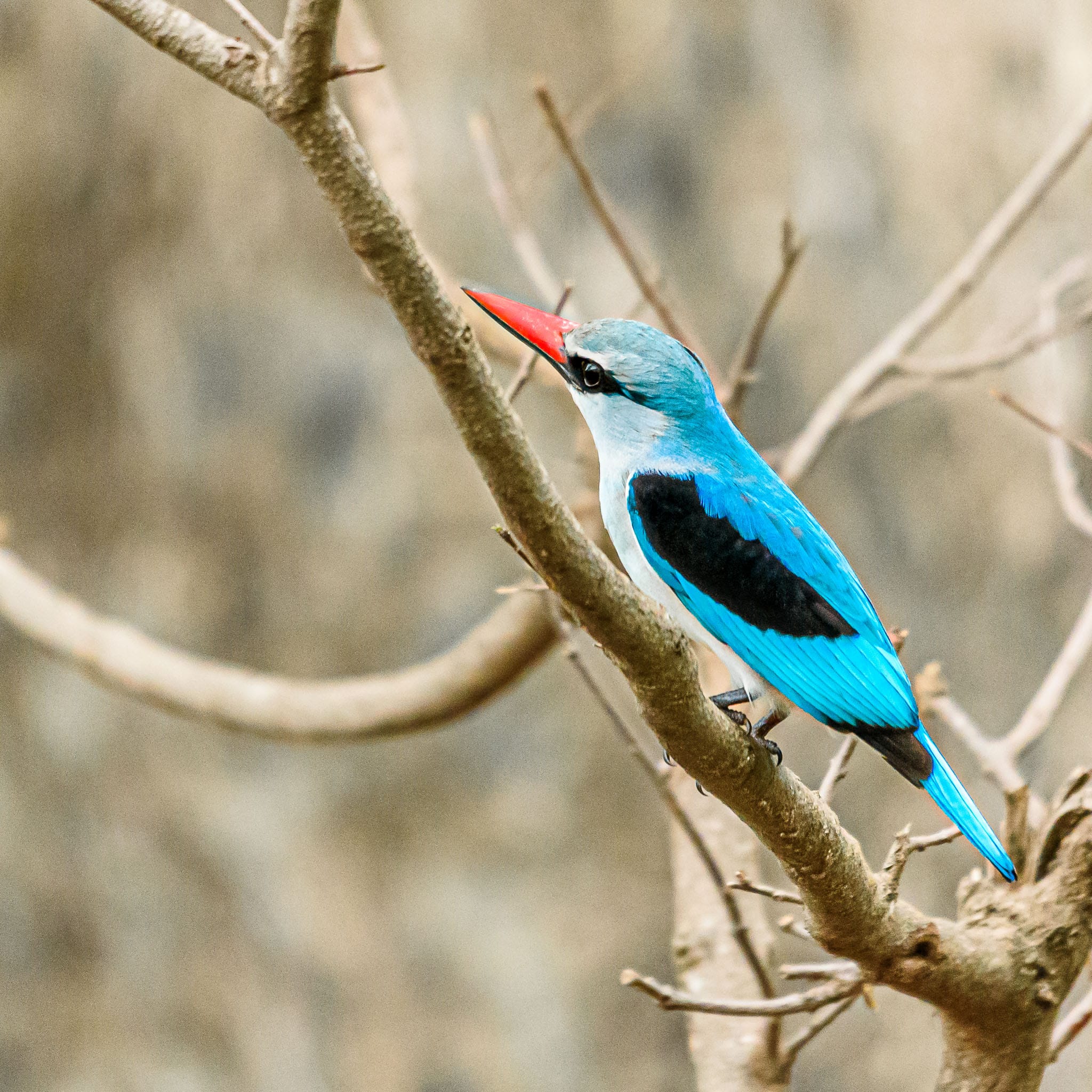 The drought of the last few years in the Kruger has left a lot of rivers dried up. This woodland kingfisher was captured above one of these dry rivers. At the moment he is reduced to 'diving' for insects rather than fish.