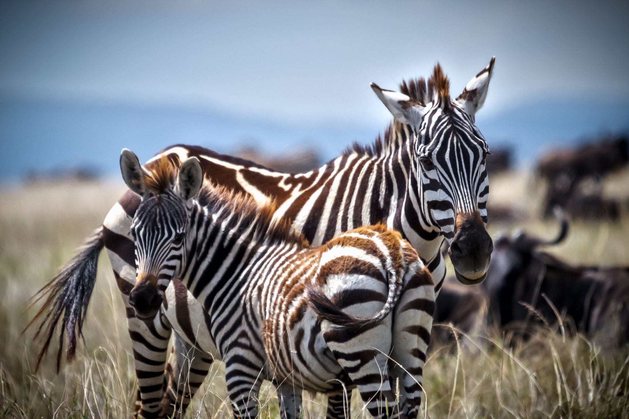 Yin and Yang Zebras The stripes of a zebra is designed to blend into the stripes of another when seen by a predator from afar. Normally the young are a bit more brown than black but I probably wasn't sure which end was the mother and which was the young until I got home and went through my images.