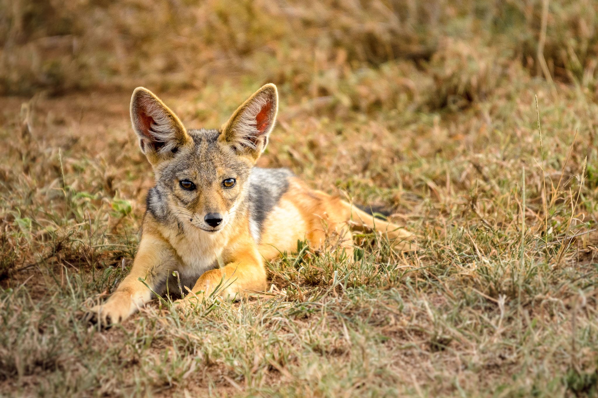 Young Black Backed Jackal What is the young of a Jackal called? Does it matter, he is just a cute looking puppy. Of course a photo doesn't tell the complete story but just before this he was playing with his brothers just like any domestic puppy would.