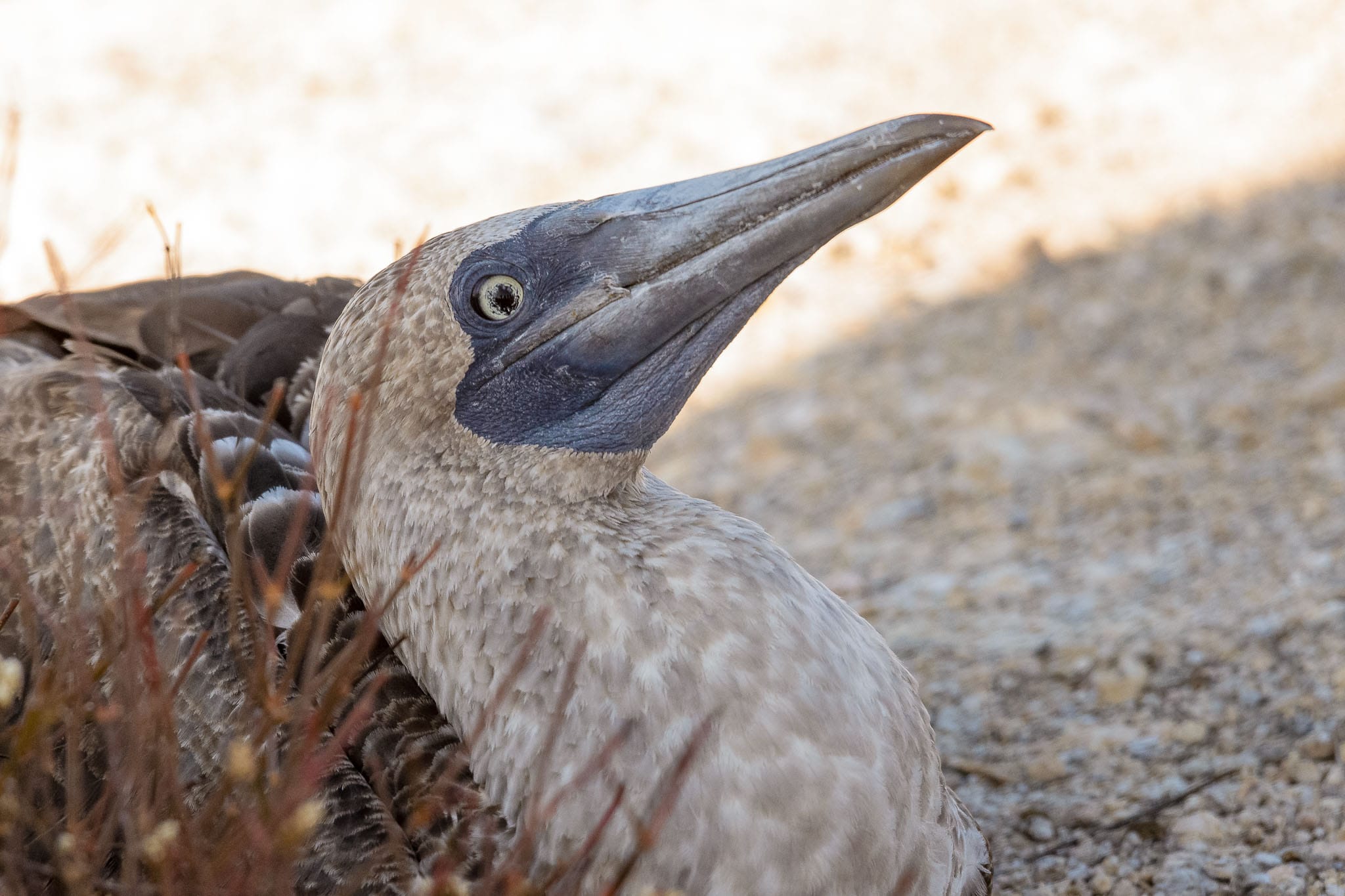 Blue footed boobies are one of the iconic species of the Galapagos. I was lucky enough to be there during the 'springtime' when there were numerous young.