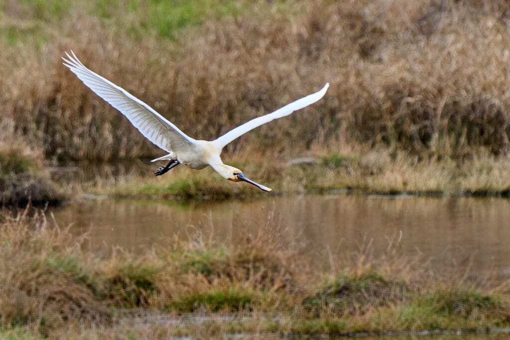 common spoonbill bird in Doñana National Park, ready to land