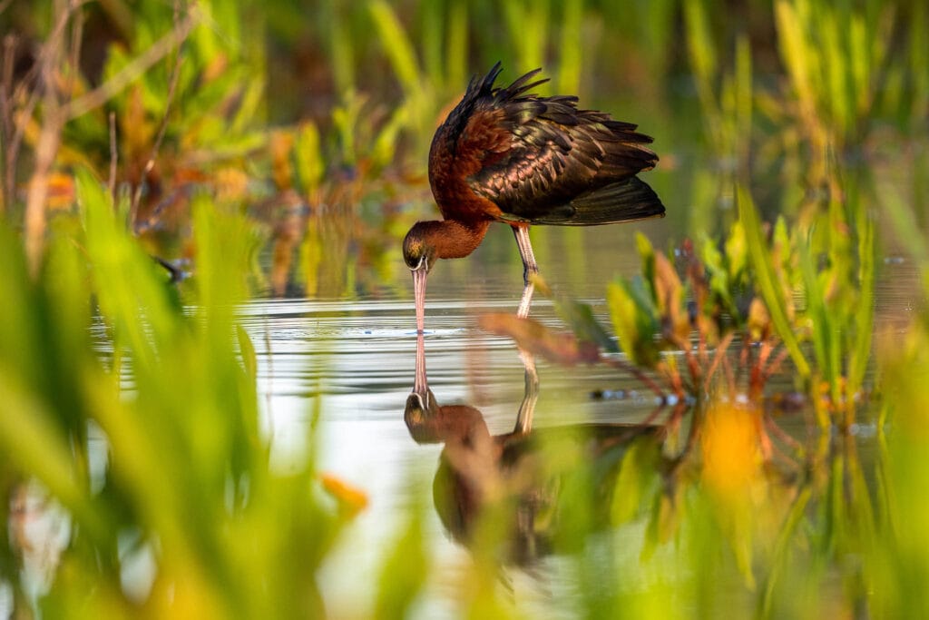Glossy Ibis (Plegadis falcinellus) can be found. all year round in the wetwands of Donana National Park