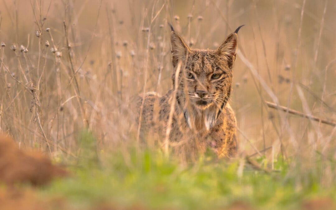 Doñana National Park