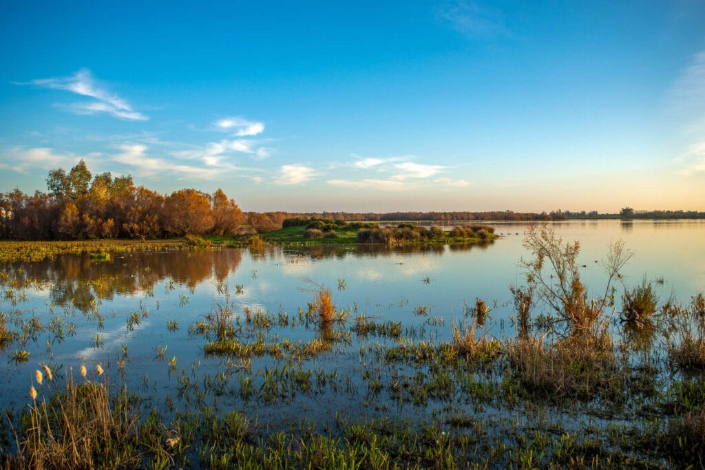 As the tide changes, so does the water level in the lagoon leaveing more of the marches exposed to other wildlife.